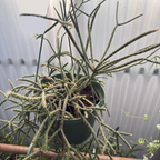 Rhipsalis cereuscula