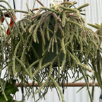 Rhipsalis cereuscula