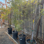 Rhus lancea in pots on a wooden platform against a wooden fence.