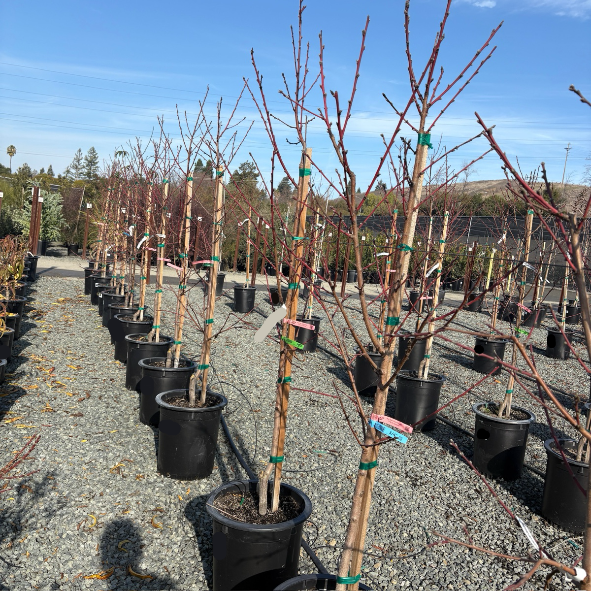 peach tree money Rio Oso Gem Peach