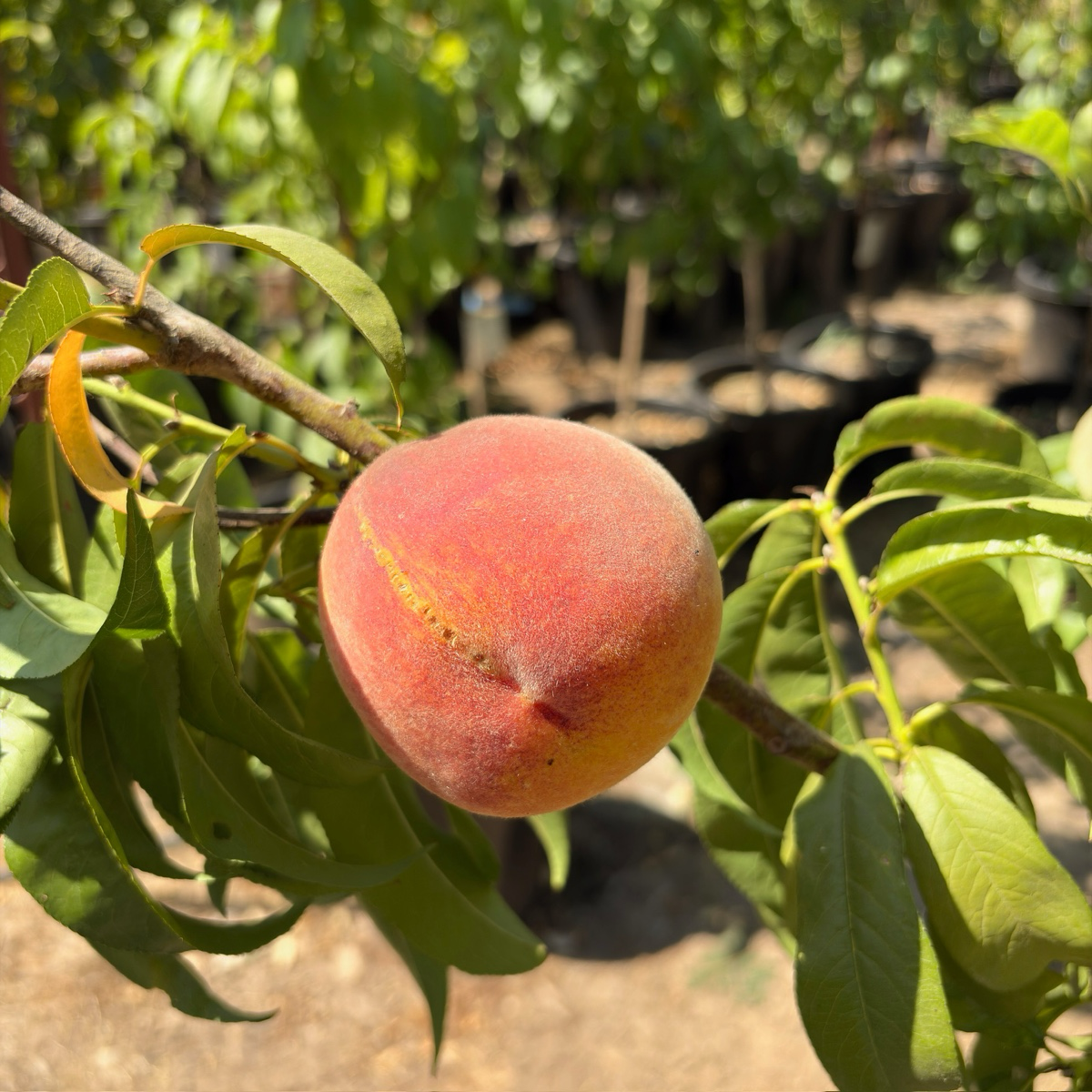 Rio Oso Gem Peach