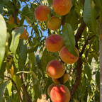 Rio Oso Gem Peach