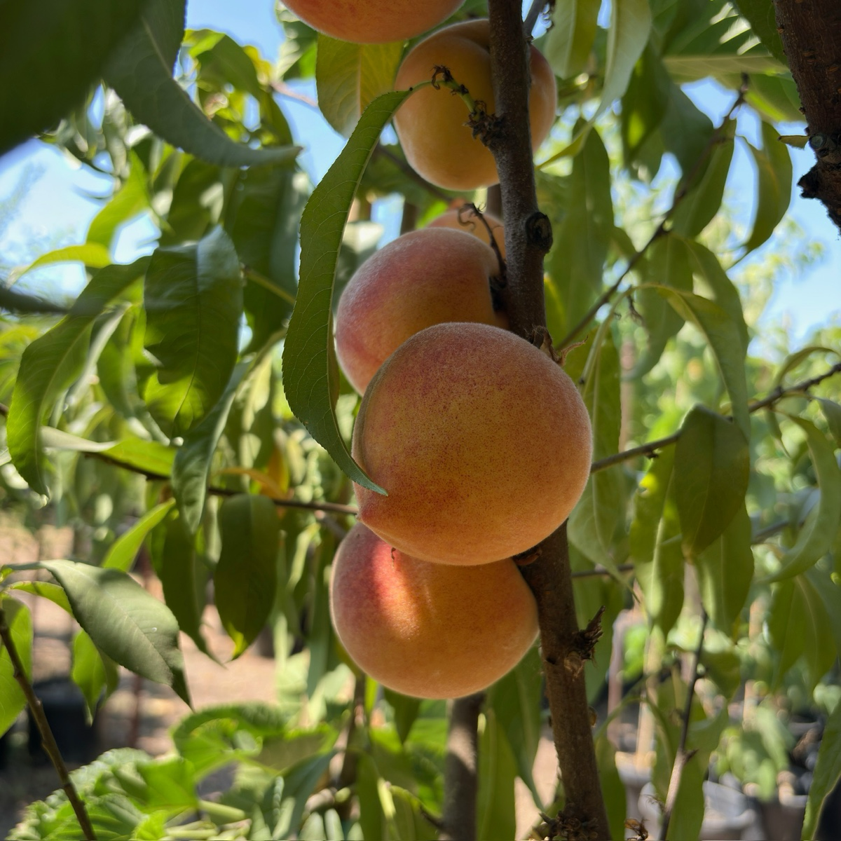 Rio Oso Gem Peach