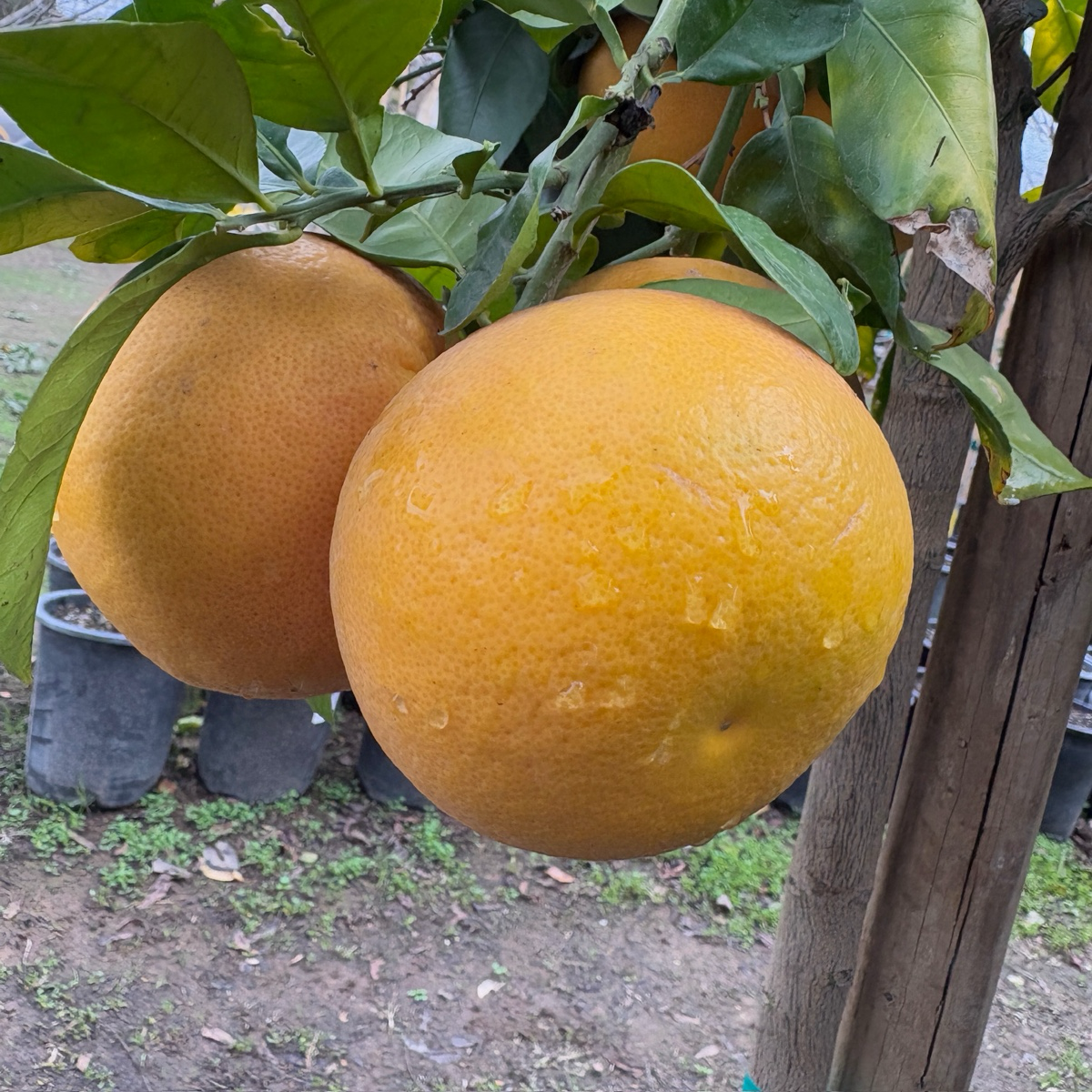 Rio Red Grapefruit