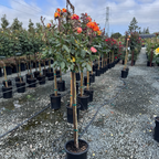 Rio Samba Rose