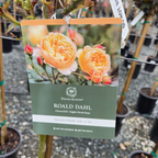 Roald Dahl David Austin Rose