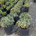 Row of potted Robb's Wood Spurge in a nursery setting