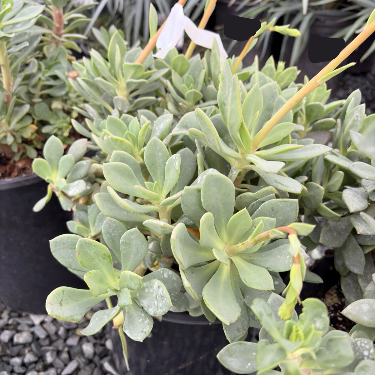Rock Purslane