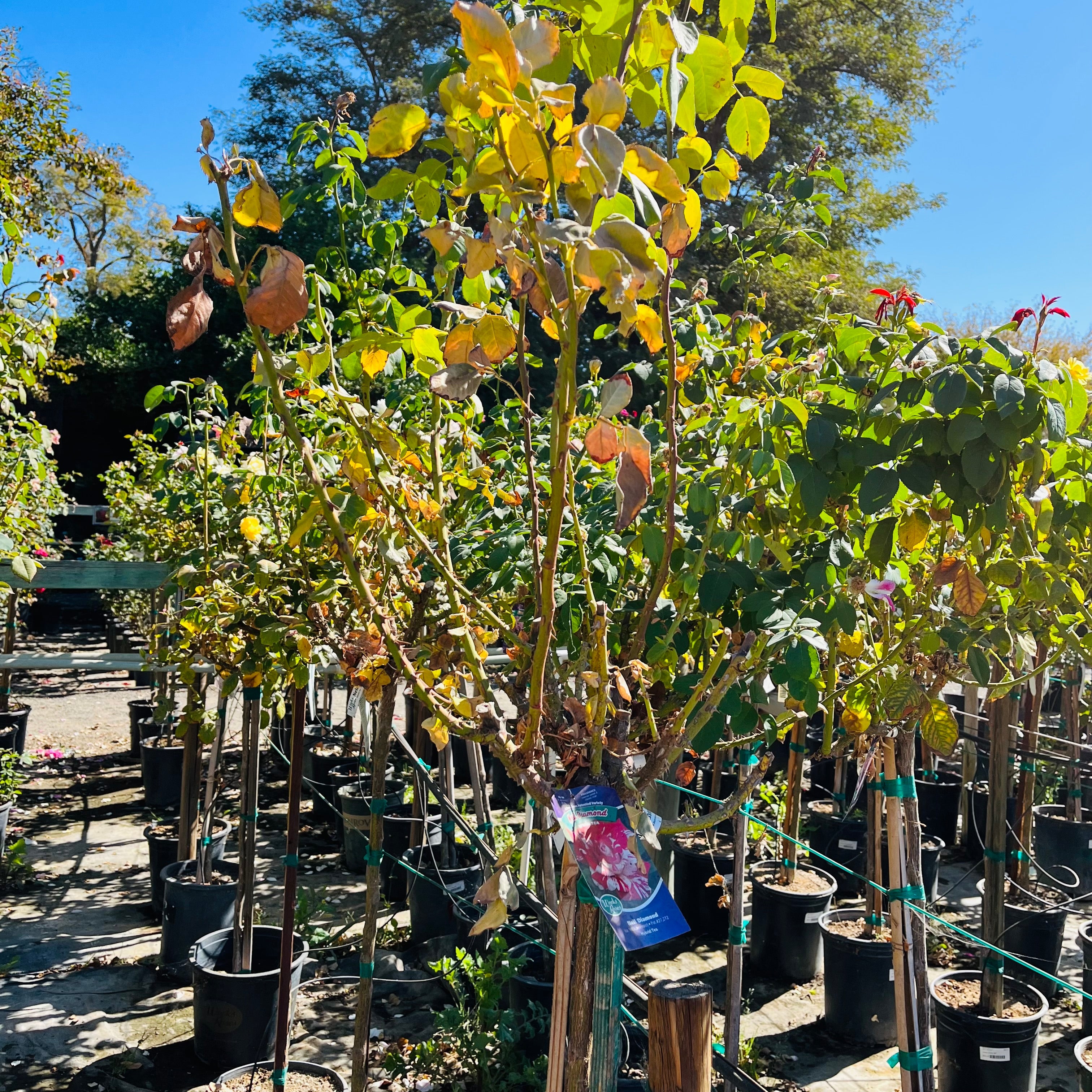 Rock & Roll Grandiflora Rose