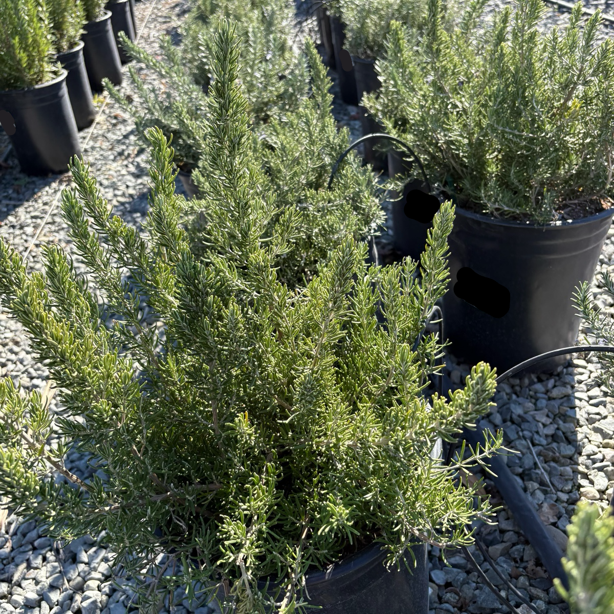 Roman Beauty Rosemary