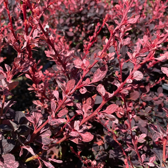 Close-up of Rose Glow Barberry shrub with red and purple leaves