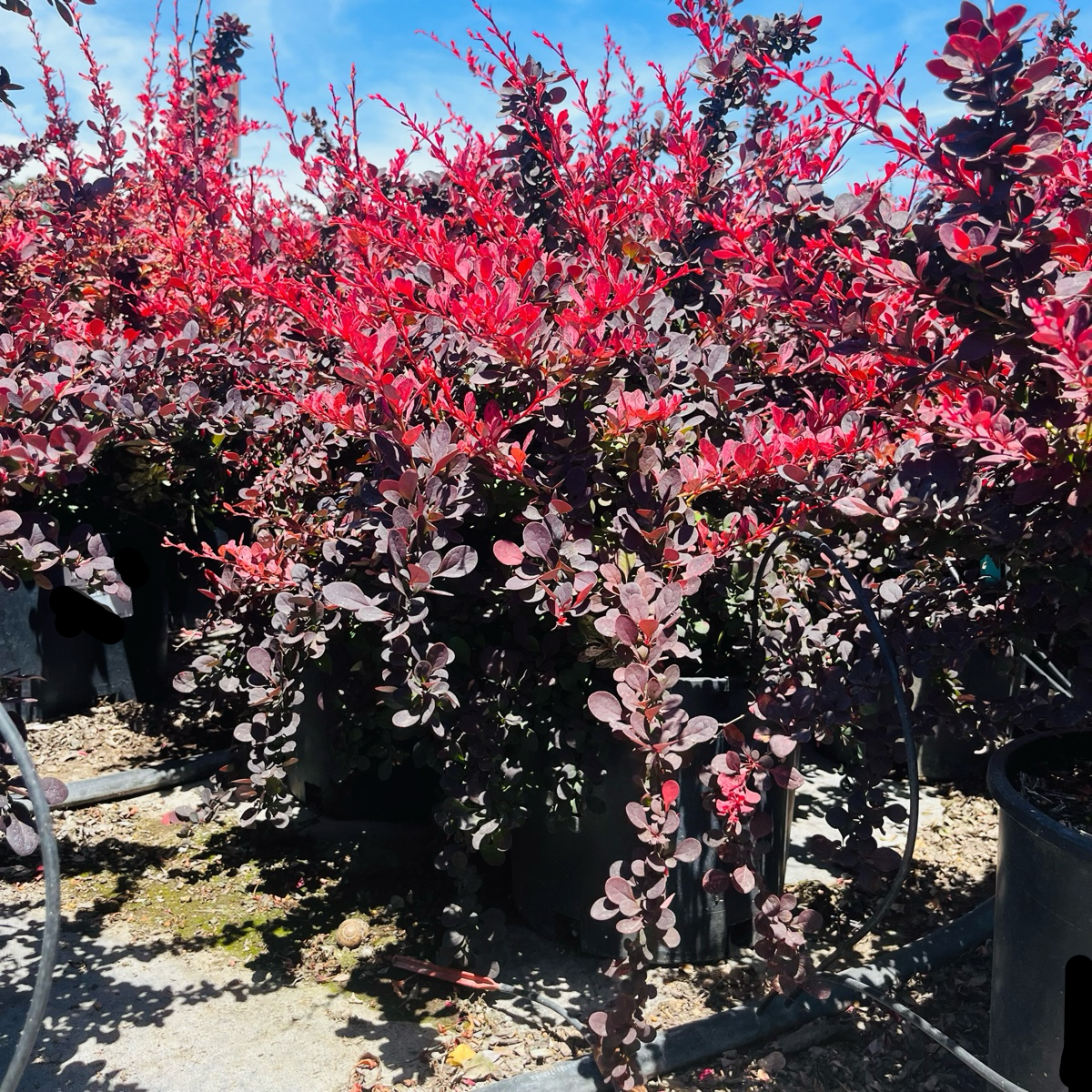 Row of potted Rose Glow Barberry with red and purple foliage in a garden setting