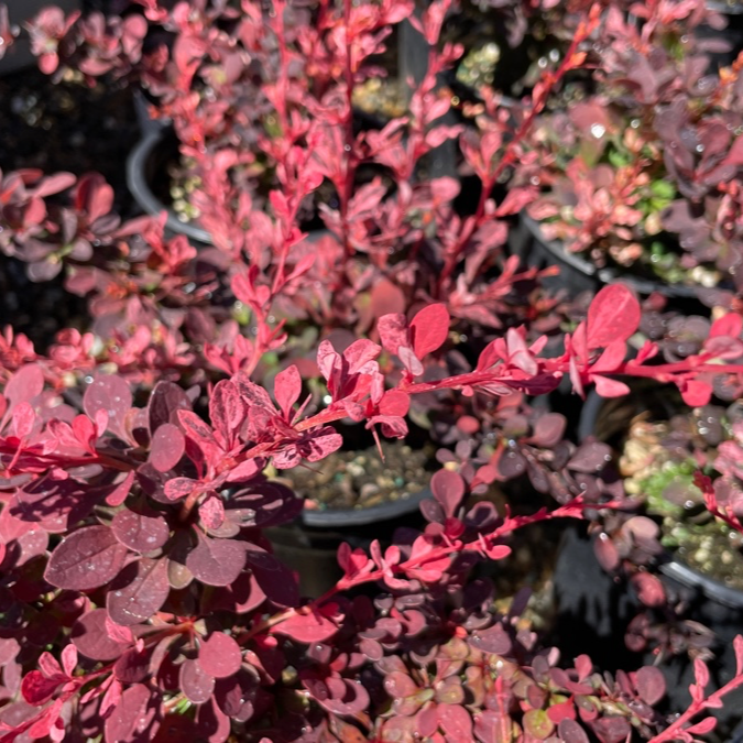 Close-up of Rose Glow Barberry leaves with blurred pots in the background