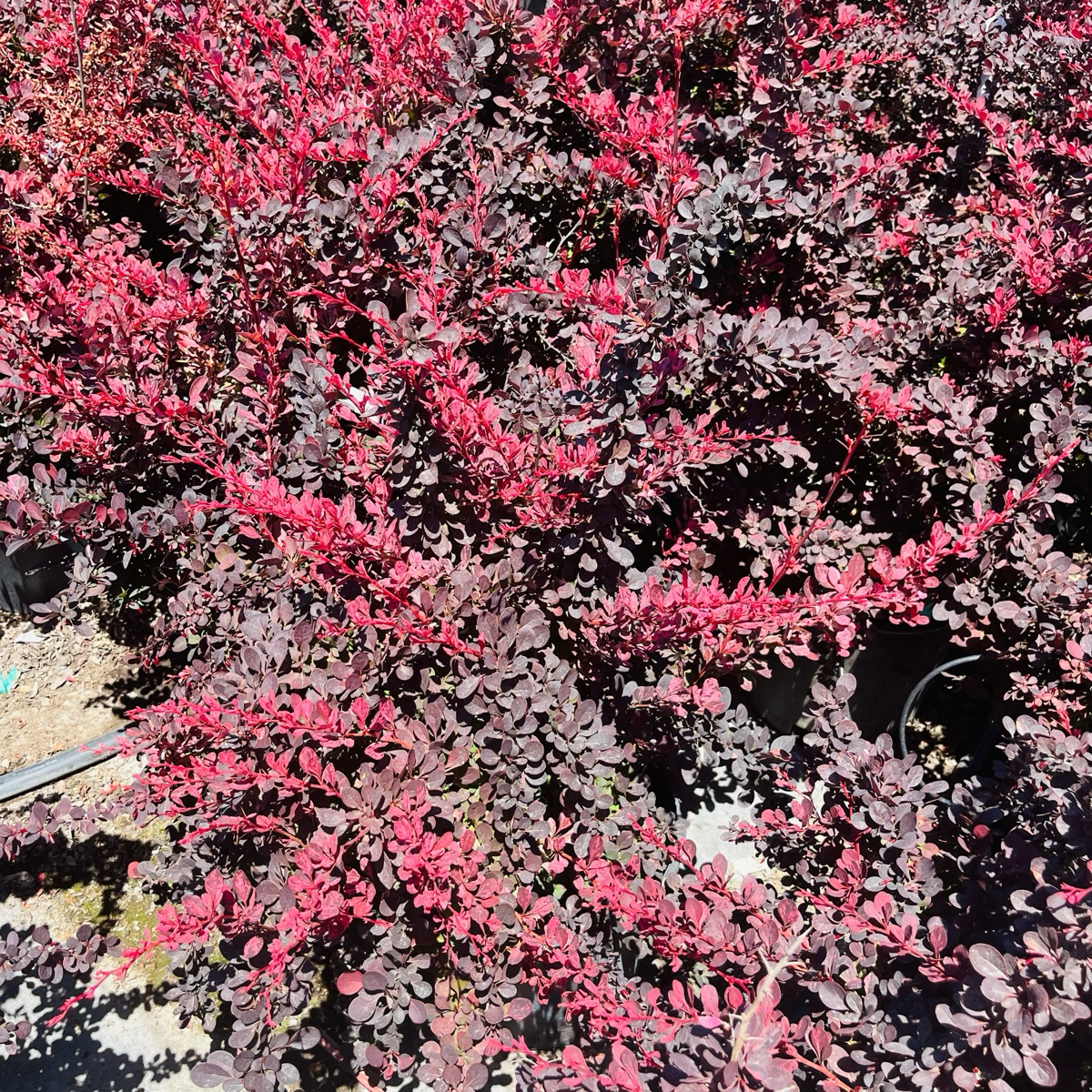 Rose Glow Barberry Bush with pink and purple foliage