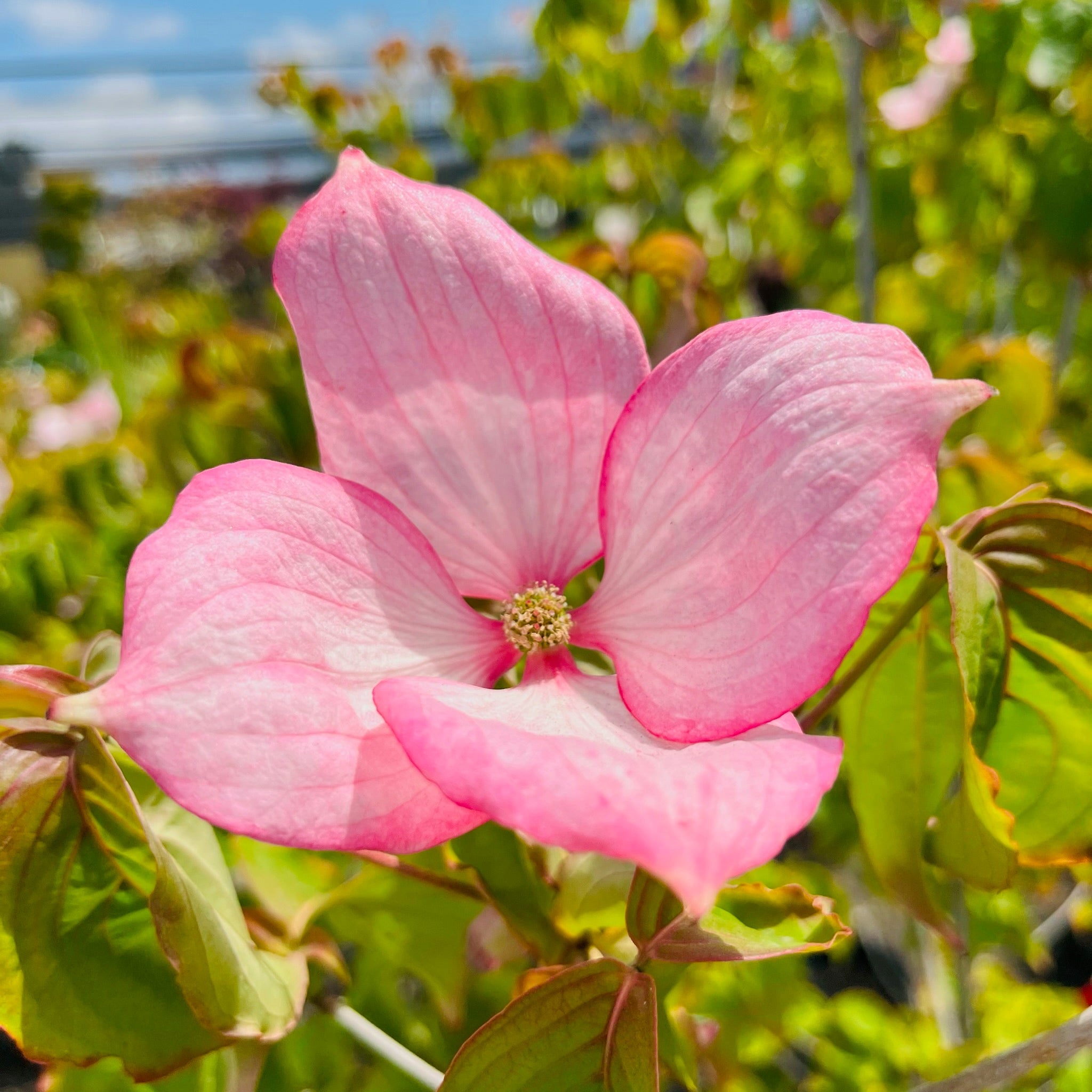 Rosy Teacups Dogwood