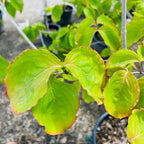 Rosy Teacups Dogwood