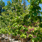 Rosy Teacups Dogwood