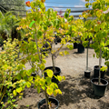 Rosy Teacups Dogwood
