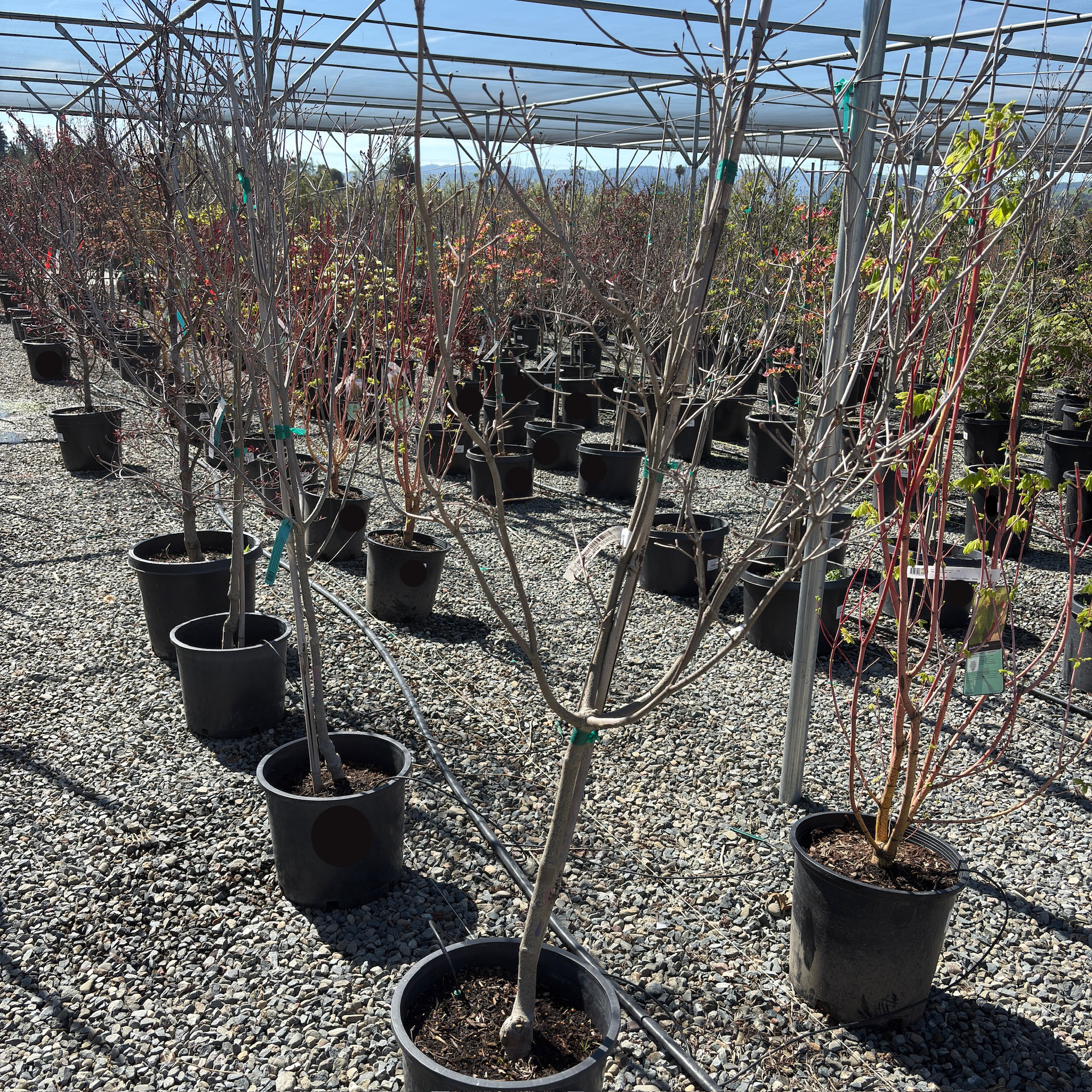 Rosy Teacups Dogwood