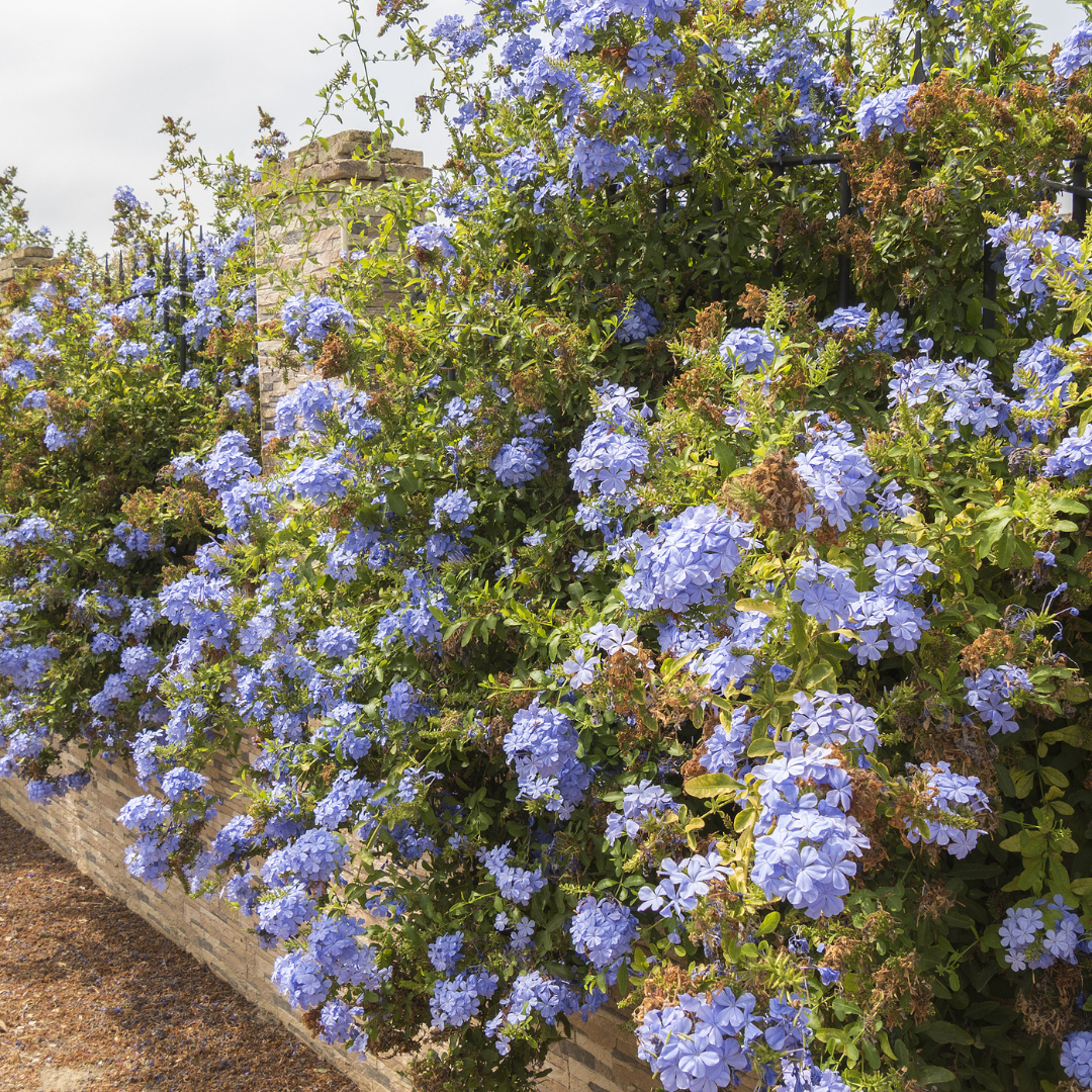 Royal Cape® Plumbago