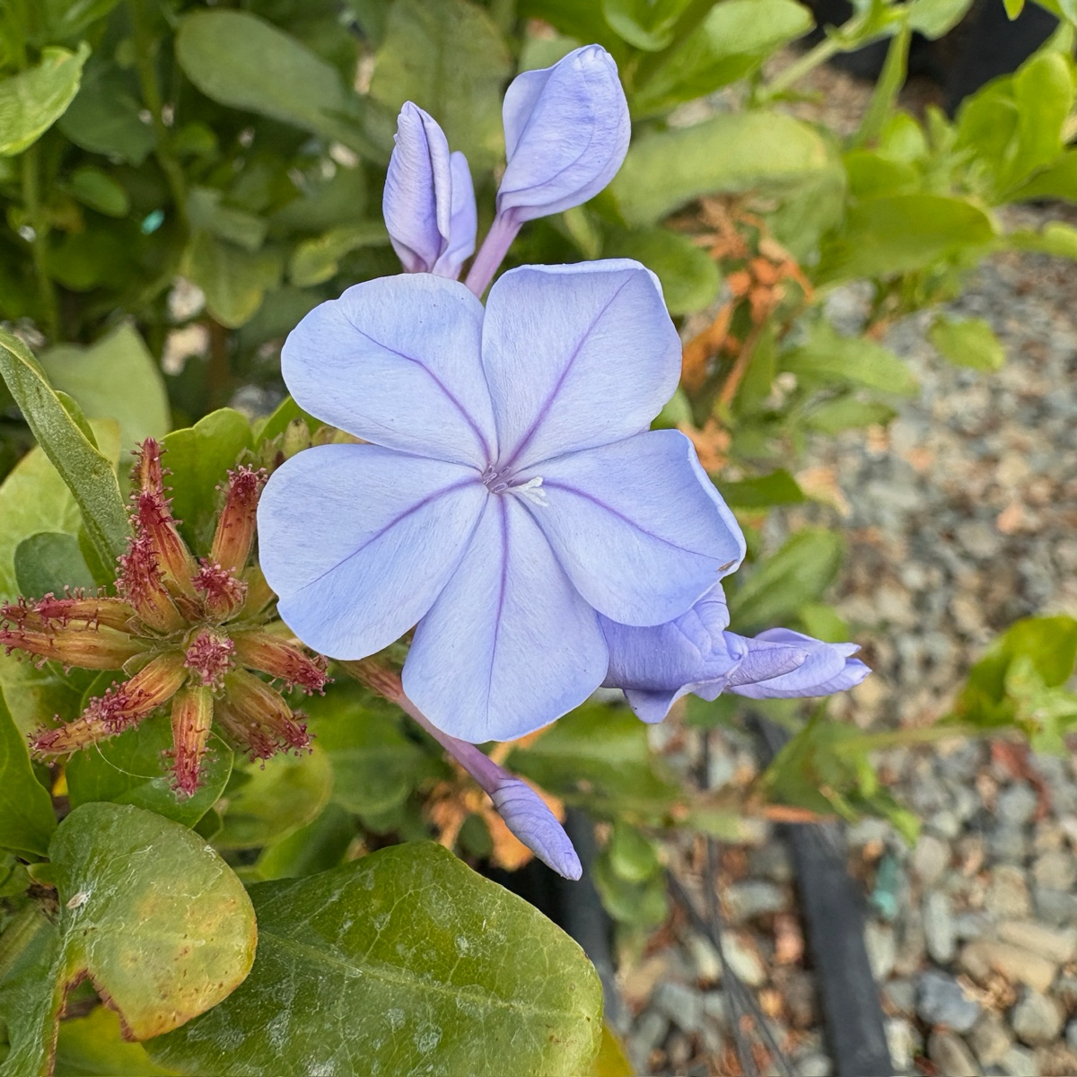 Royal Cape® Plumbago