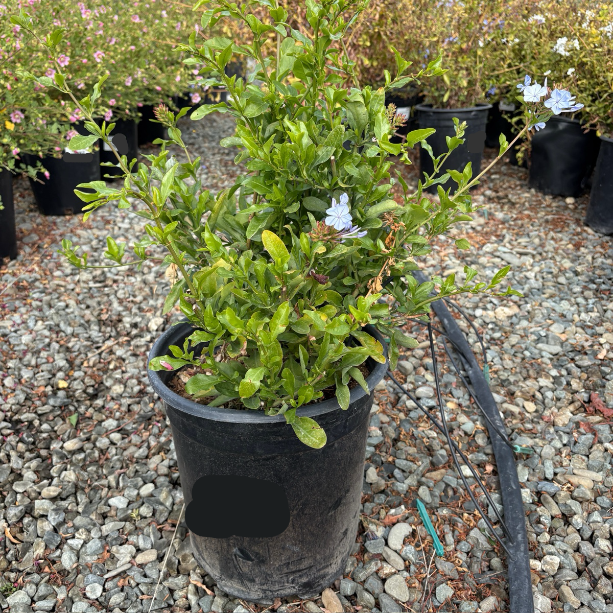 mini plant pot royal gardeners Royal Cape Plumbago