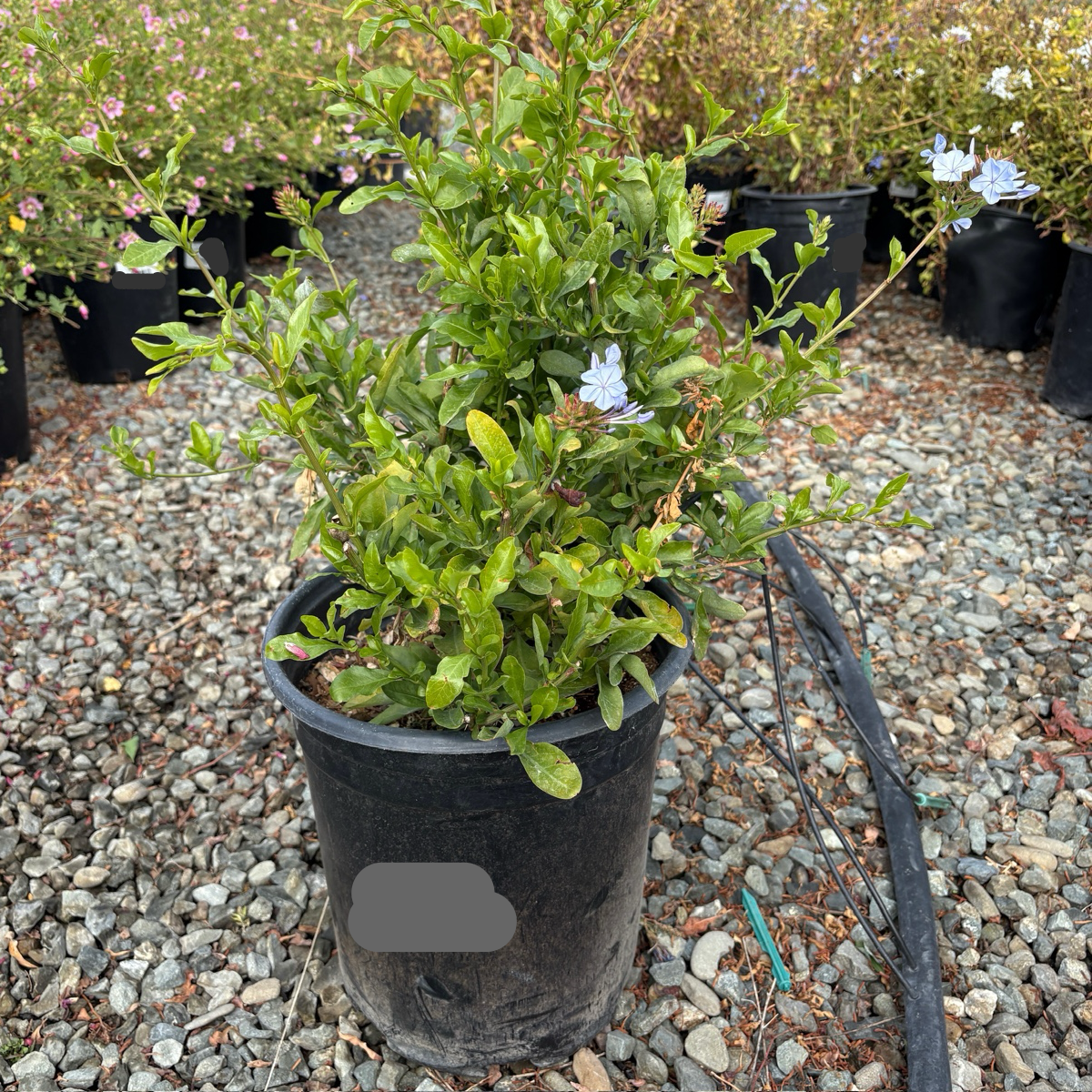 Royal Cape® Plumbago