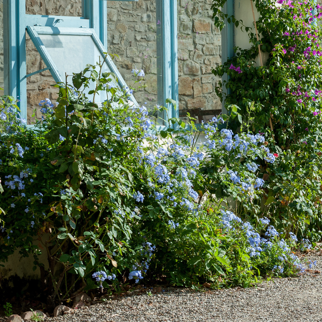 Royal Cape® Plumbago