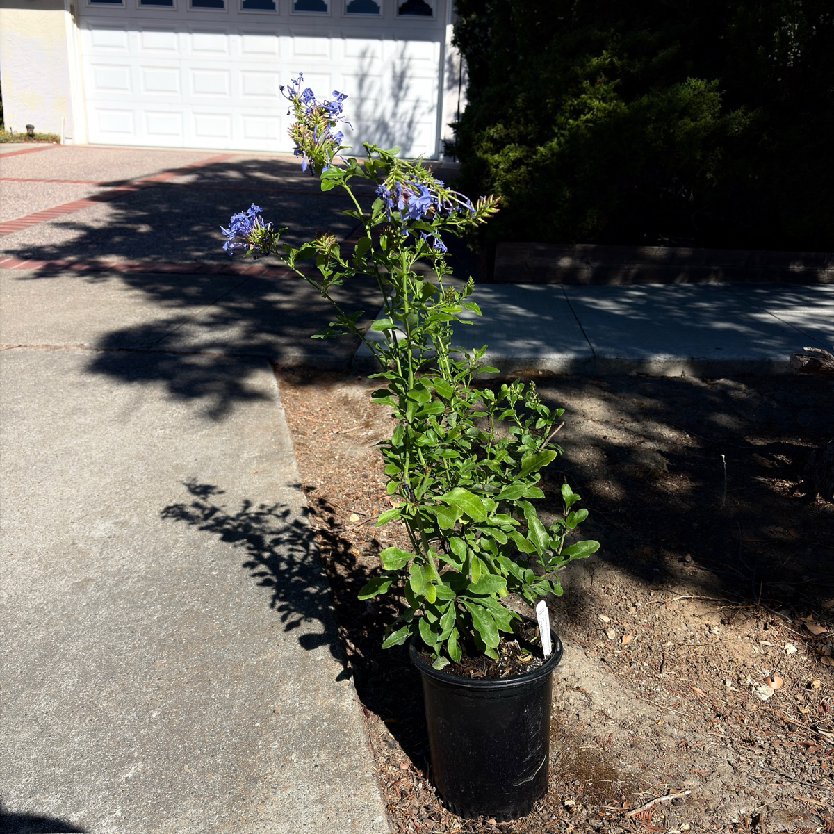 Royal Cape® Plumbago