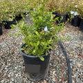 Royal Cape Plumbago