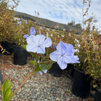 Royal Cape Plumbago