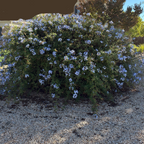 Royal Cape Plumbago