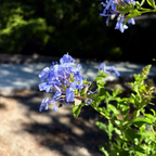 Royal Cape Plumbago