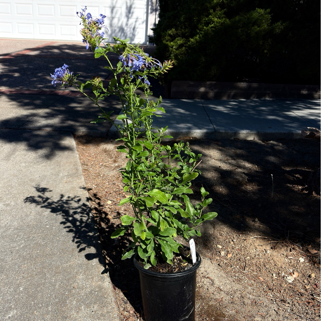 Royal Cape Plumbago
