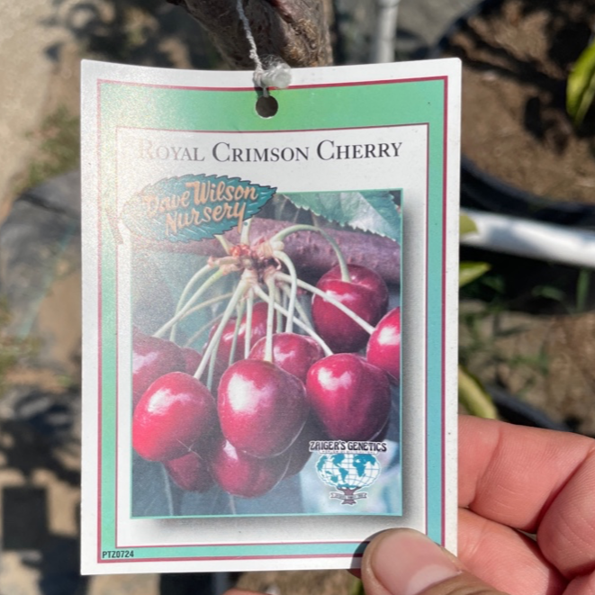 Royal Crimson Cherry