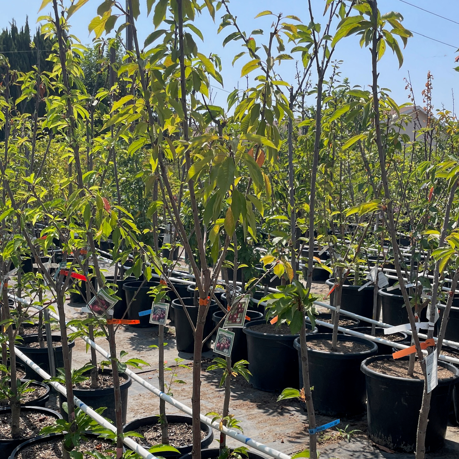 Royal Crimson Cherry