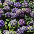 Royal Purple Bigleaf Hydrangea