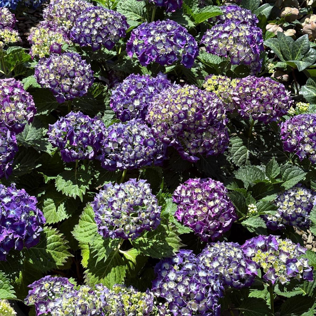 Royal Purple Bigleaf Hydrangea