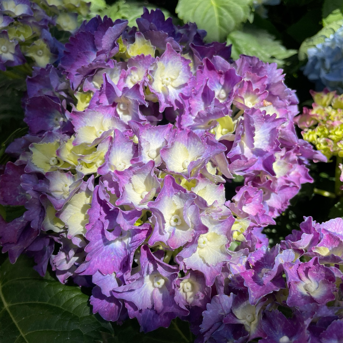 Royal Purple Bigleaf Hydrangea