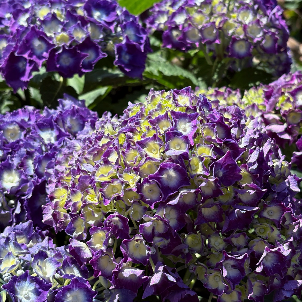 Royal Purple Bigleaf Hydrangea