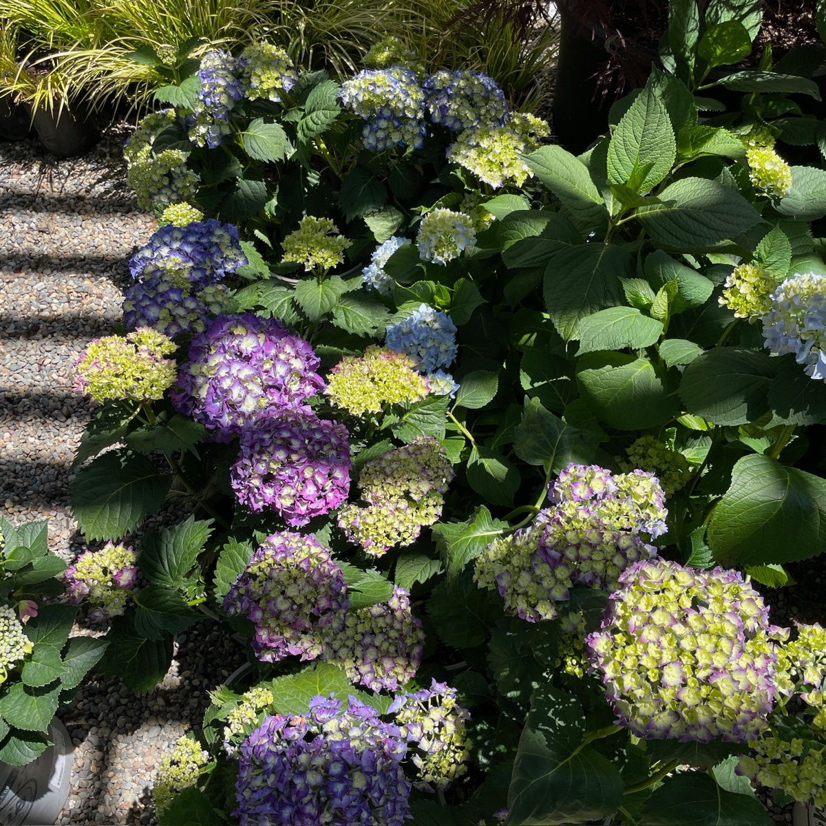Royal Purple Bigleaf Hydrangea