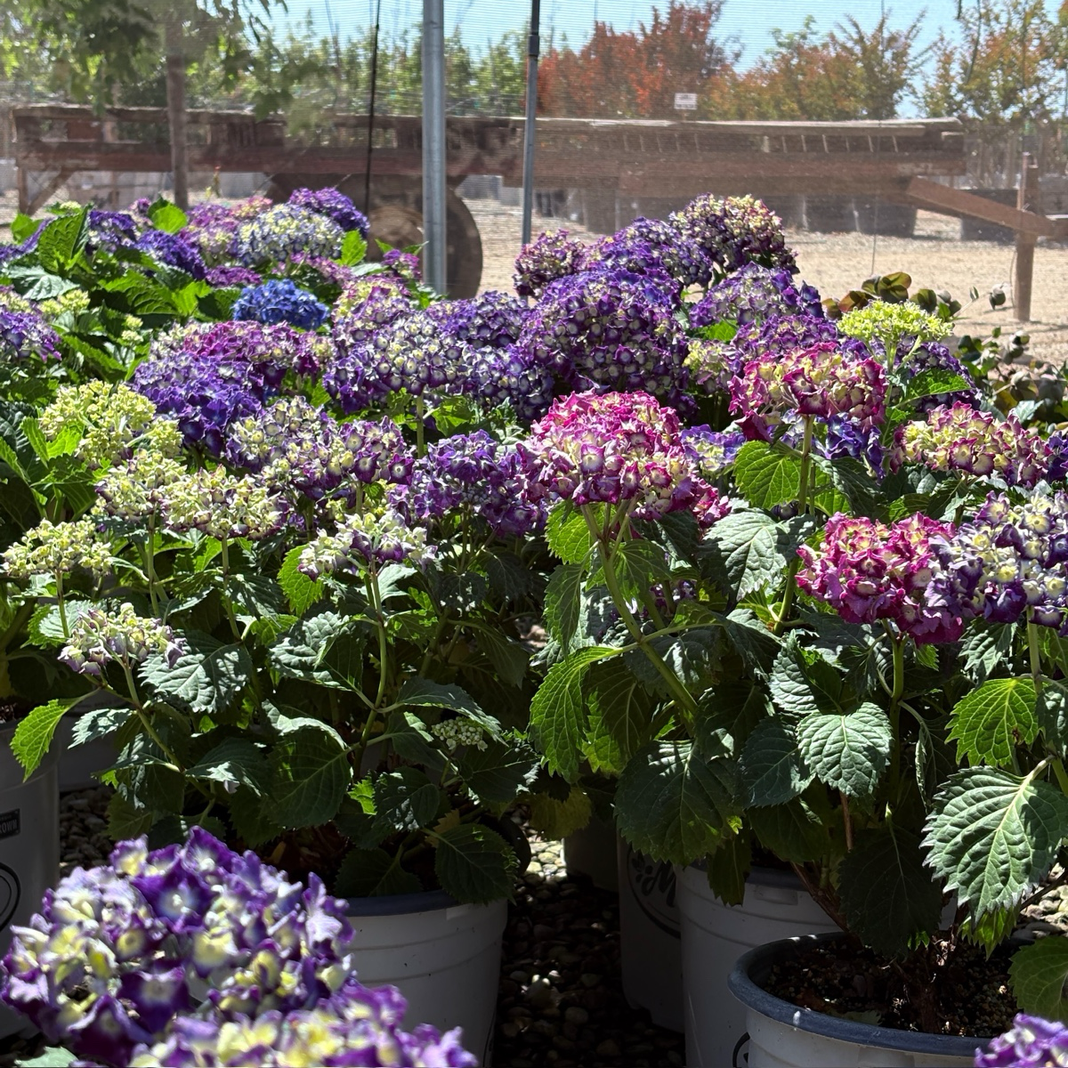 Royal Purple Bigleaf Hydrangea