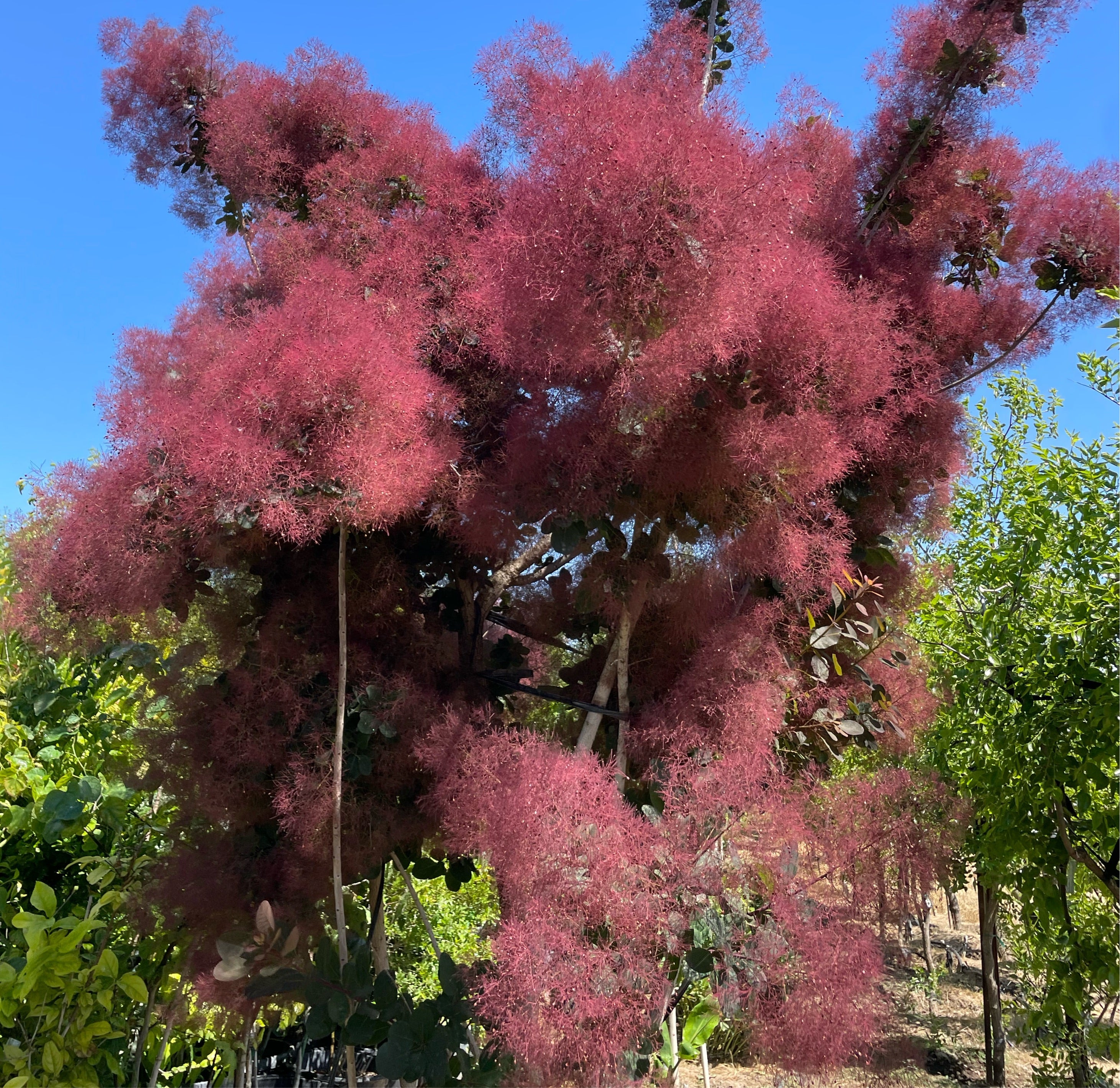 Royal Purple Smoke Tree