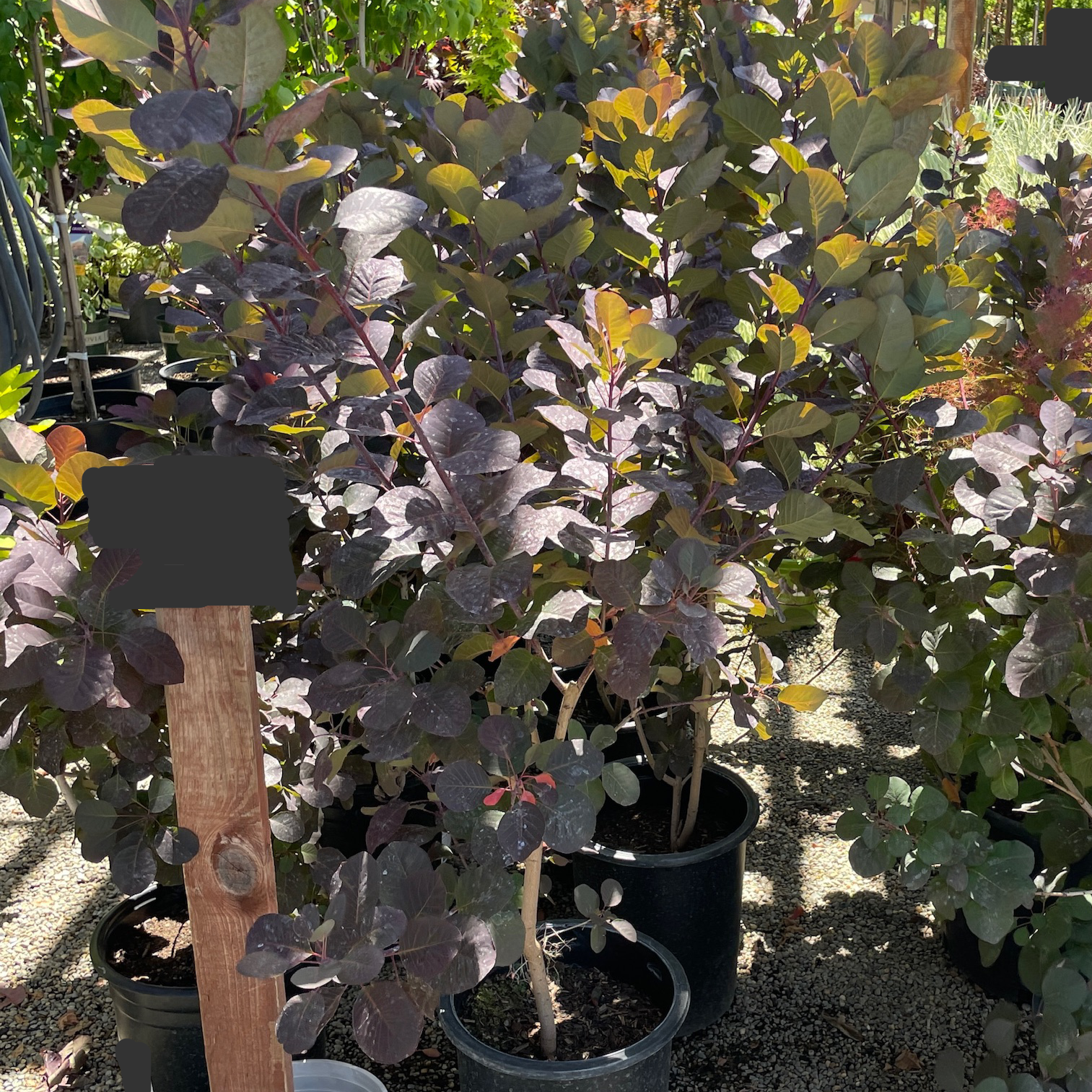 Royal Purple Smoke Tree