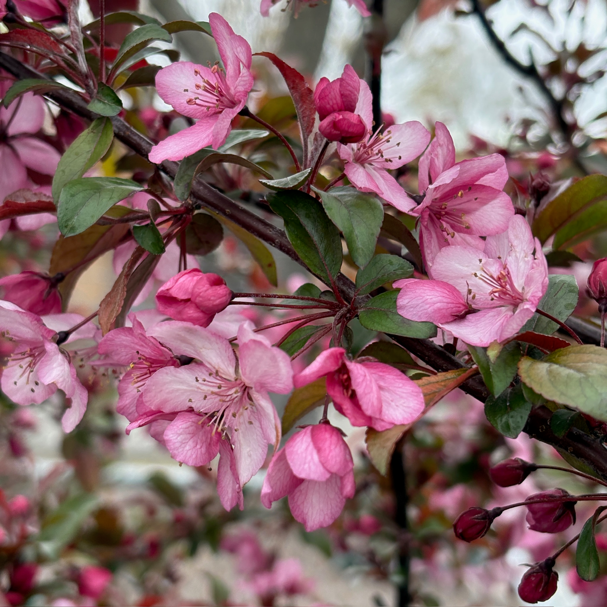 Royal Raindrops Crabapple