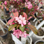 Royal Raindrops Crabapple