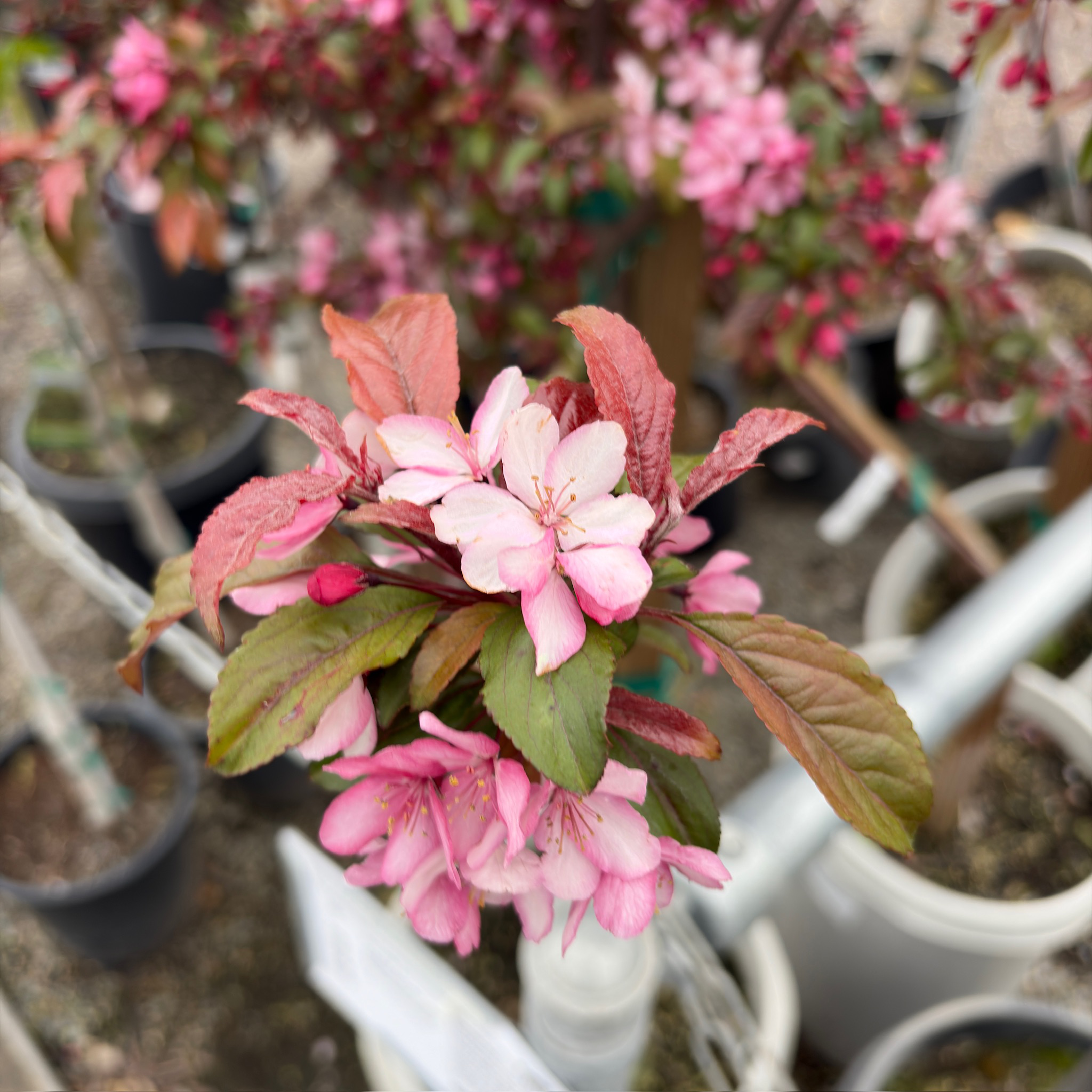 Royal Raindrops Crabapple