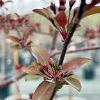 Royal Raindrops Crabapple