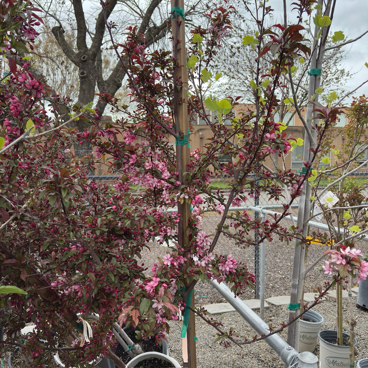 Royal Raindrops Crabapple