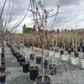 Royal Raindrops Crabapple